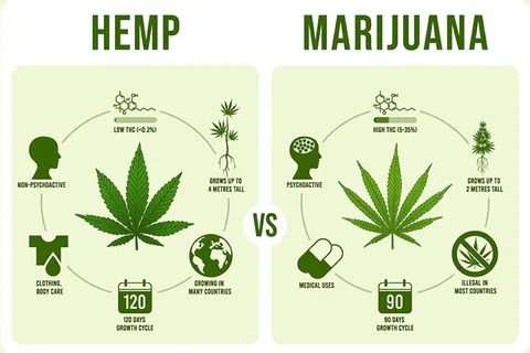 Hemp and marijuana 480x480 jpg